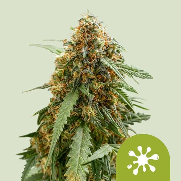 Sticky Queen Auto Seeds