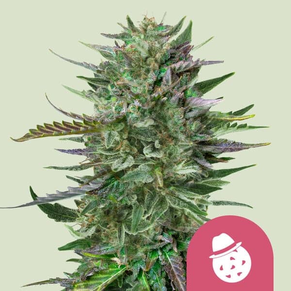 Do-Si-Dos Seeds