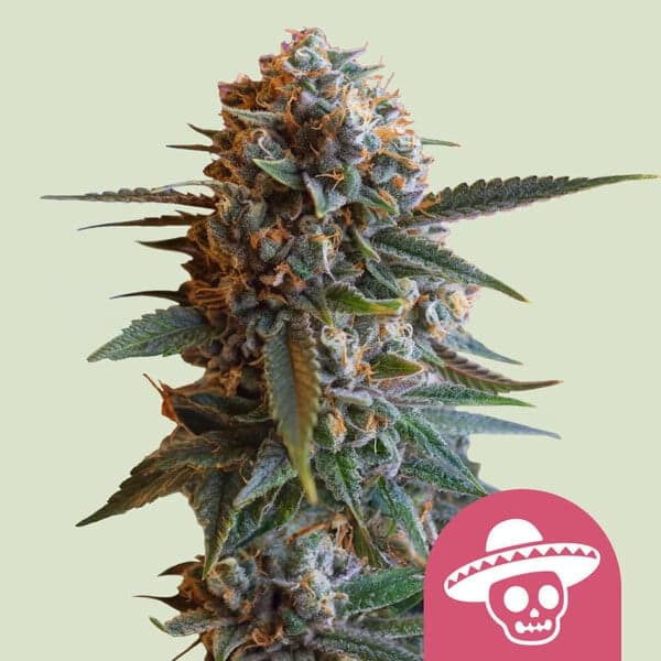 Mexican Rush Seeds