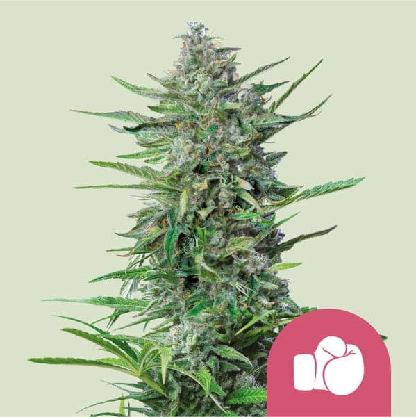 Purple Punch Seeds