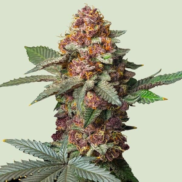 Isla Mirage Seeds