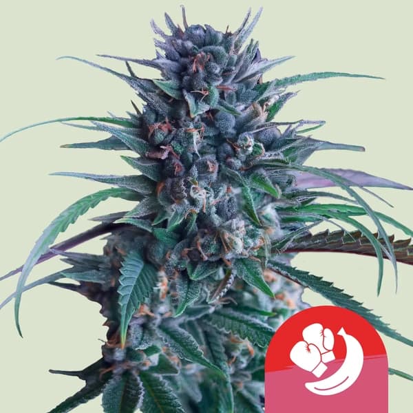 Banana Brawler Seeds