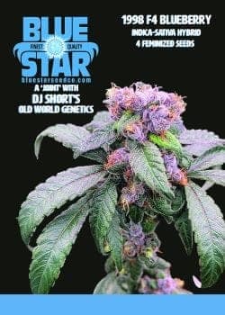 1998 Blueberry F4 Feminized Seeds