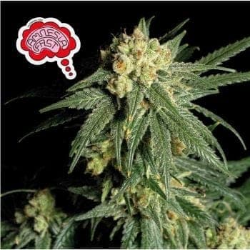 Amnesia Fast Feminized Seeds