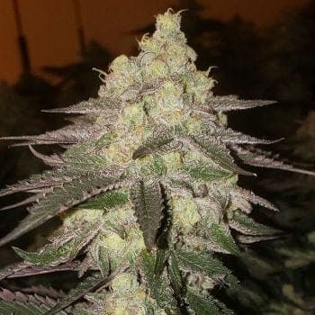 Banana Daddy RBX2 Auto Feminized Seeds