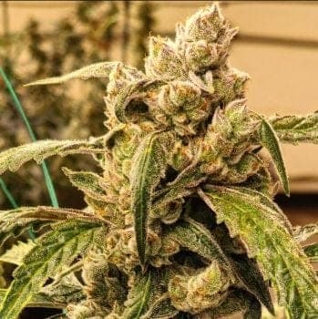 Banana Jealousy IBL Auto Feminized Seeds