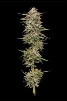 Banana OG Auto Feminized Seeds