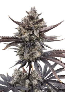 Banana Purple Punch RF3 Auto Feminized Seeds