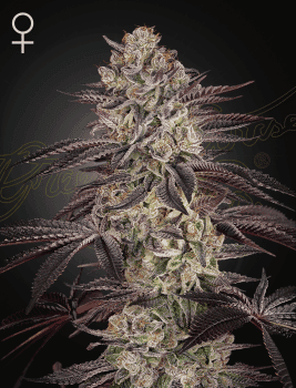 Biscotti Auto Feminized Seeds