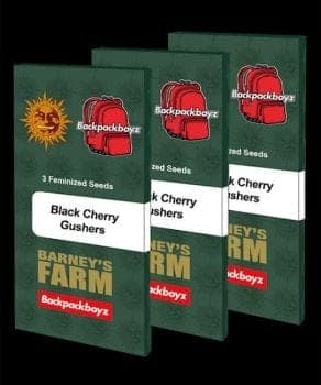 Black Cherry Gushers Feminized Seeds
