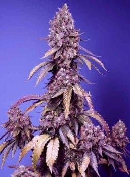 Black Muffin F1 Fast Feminised Seeds