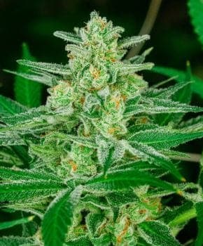 Blue Dream Auto Feminised Seeds