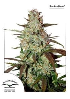 Blue Mazar Auto Feminized Seeds