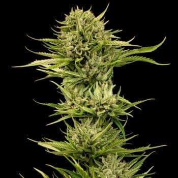Blueberry Pie F1 Fast Feminized Seeds