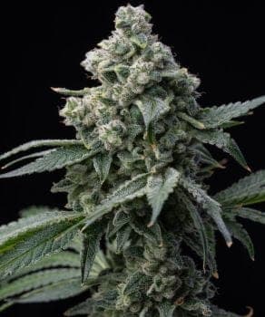 Bruce Banner Feminized Seeds