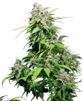California Indica Feminised Seeds