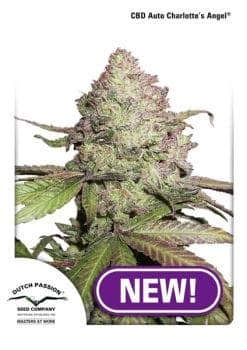 Charlotte's Angel CBD Auto Feminized Seeds