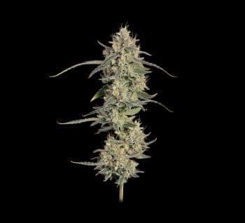 Chem Cookies Auto Feminized Seeds