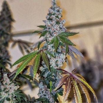 Cherry Pie OG S1 Feminized Seeds