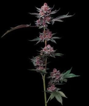 Cherry Poppers feminized seeds Seeds