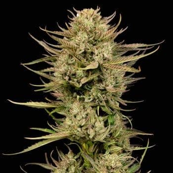 Cherry Punch F1 Feminized Seeds