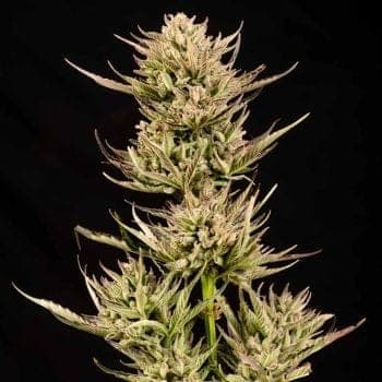 Cookie Apple OG F1 Auto Feminized Seeds