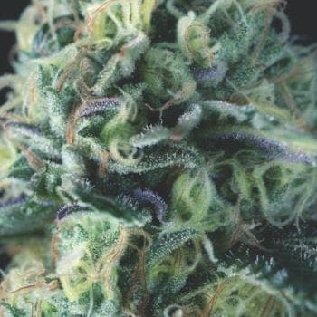 Cookies USA Auto Feminized Seeds
