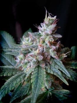 Cream Caramel F1 Fast Feminized Seeds