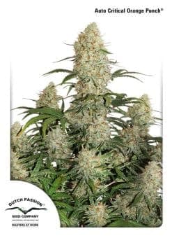 Critical Orange Punch Auto Feminized Seeds
