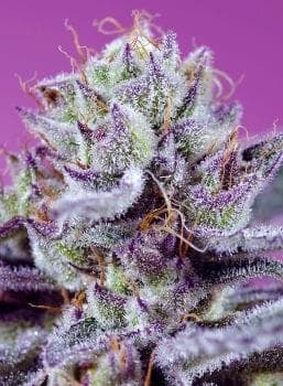 Diablo's Delight XL Auto Feminized Seeds