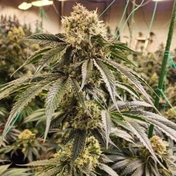 Dirty Banana Gen 1 Fast Feminized Seeds