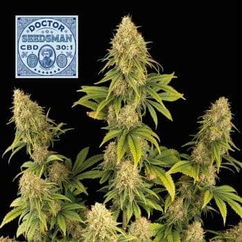 Doctor Seedsman CBD 30:1 Feminized Seeds
