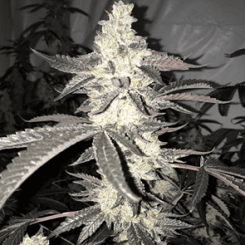 Dolato S1 Feminized Seeds