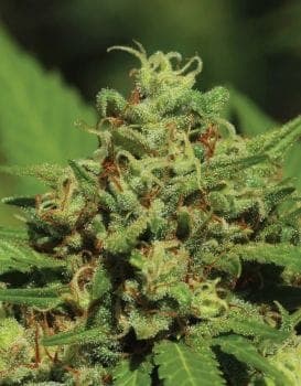 Emerald Fire OG Auto Feminised Seeds