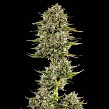 Face Gas AUTO Feminised Seeds - 5