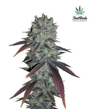 Fastberry Auto Feminised Seeds