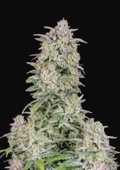 Forbidden Runtz Auto Feminised Seeds