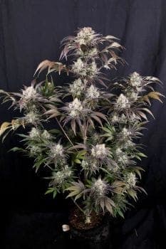 Frost Banger F4 Auto Feminized Seeds