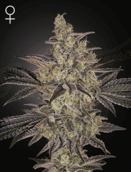 Frosted Guava Auto Feminized Seeds