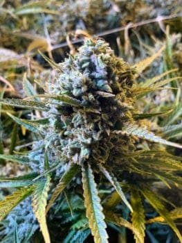 Frosted Watermelon Auto Feminized Seeds