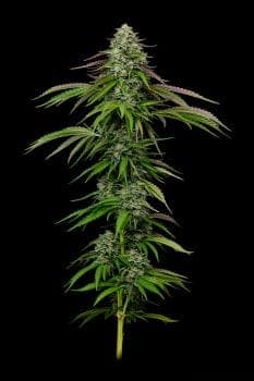 Garlic Budder Auto Feminized Seeds
