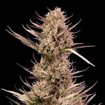 Garlic Muffin F1 Auto Feminized Seeds