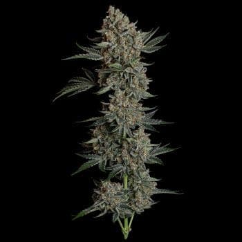 Gelato 41 BX Auto Feminized Seeds