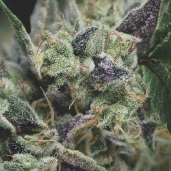 Gorila Auto Feminised Seeds