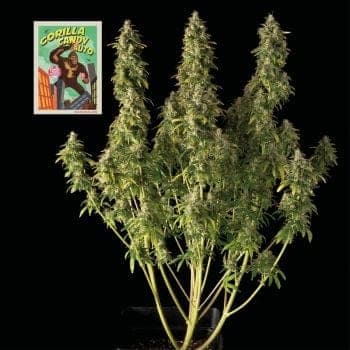 Gorilla Candy Auto Feminized Seeds