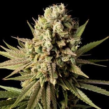 Gorilla Gas F1 Fast Feminized Seeds