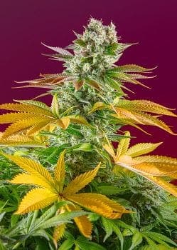 Gorilla Girl F1 Fast Feminized Seeds