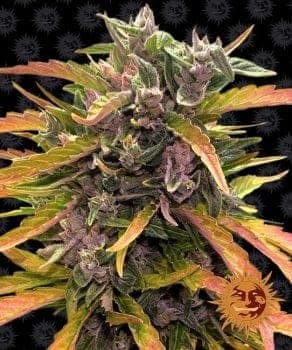 GG4 Auto Feminized Seeds