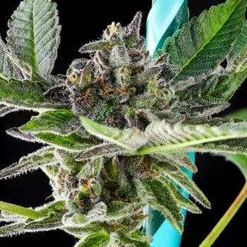 Grand Peanut Butter Payton Feminized Seeds