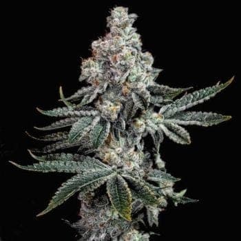 Grandpa's Cookies R2 V1 Feminized Seeds